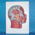 Human Head Shallow Muscle Nerve Medical Anatomic Model (R050124)